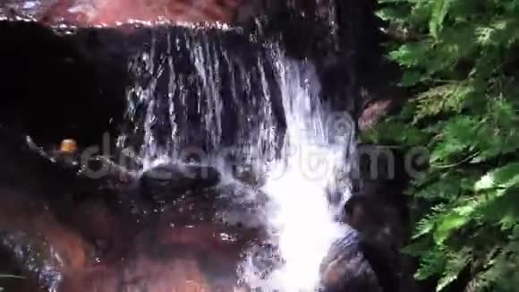 森林中的纯净溪流视频的预览图