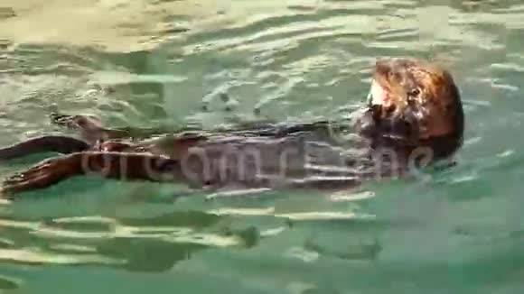 野生海獭鼬鲜鱼复活湾动物野生动物视频的预览图