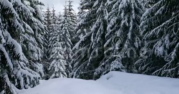 仙女下凡的冬林视频的预览图