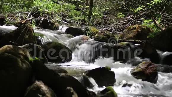 森林河流穿过苔藓覆盖的岩石视频的预览图