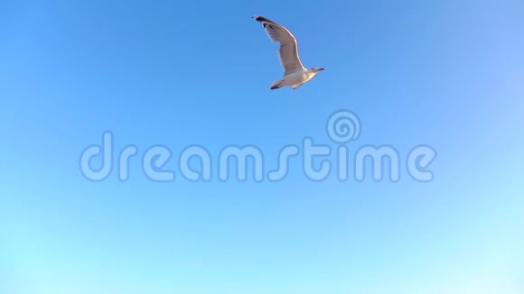 海鸥翱翔蓝天在空地上盘旋慢动作视频的预览图