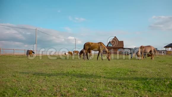 在农场围场放牧的马视频的预览图