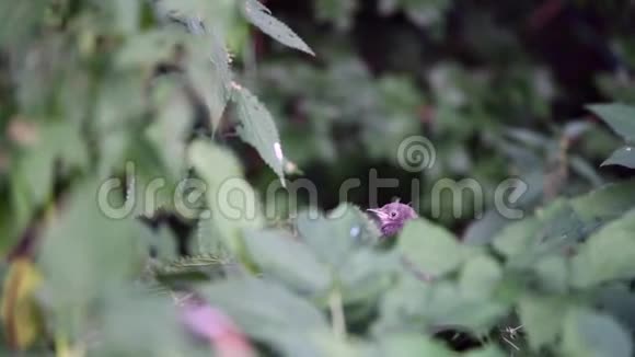 小鸟躲在草丛里视频的预览图