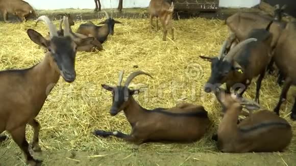 谷仓里的棕色山羊视频的预览图