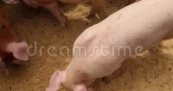 猪吃锯末视频的预览图