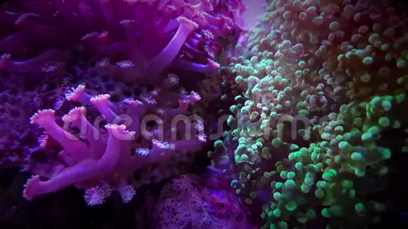 五颜六色的珊瑚视频的预览图