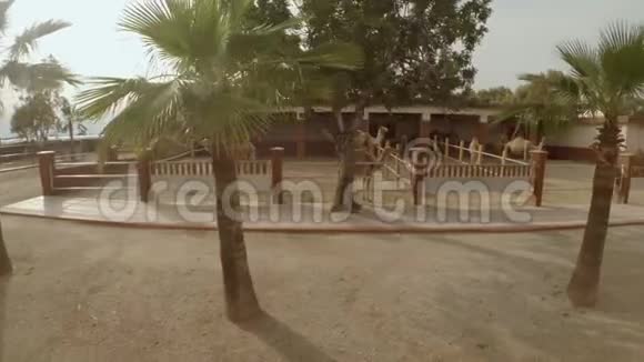 骆驼公园里的骆驼视频的预览图