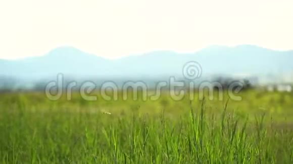 草的背景挥动视频的预览图