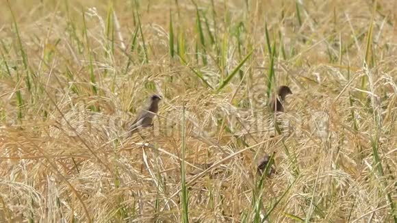 稻田里的棕色鸟视频的预览图