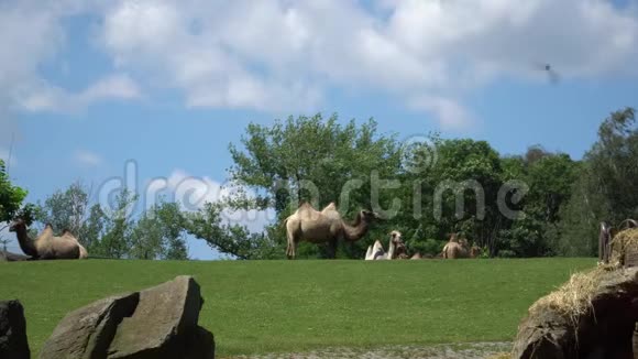 一群骆驼在吃东西视频的预览图