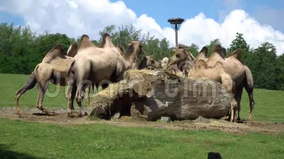 一群骆驼在吃东西视频的预览图