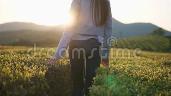 嬉戏的女孩正抚摸着种植园上的一片茶树叶子转向镜头视频的预览图
