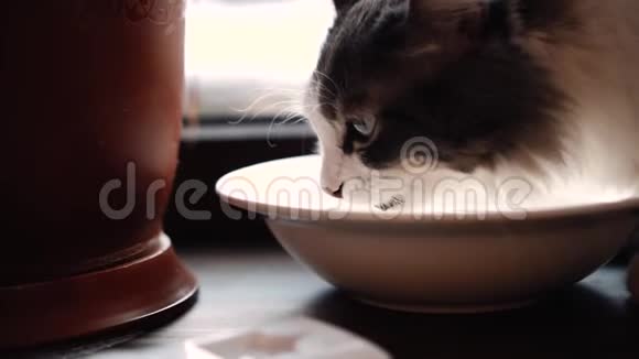 猫从盘子里喝水视频的预览图