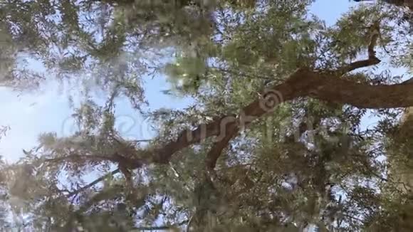 从下面的橄榄枝视频的预览图