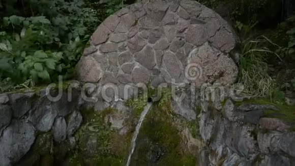 雨林里的春天视频的预览图