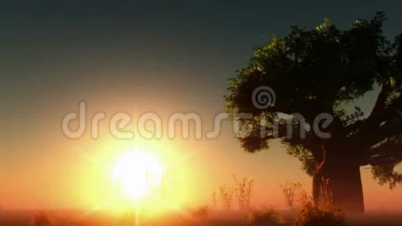 雾发光的太阳和树木视频的预览图
