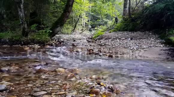 在森林里奔腾的小溪视频的预览图
