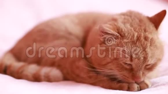 一只红猫在床上洗视频的预览图