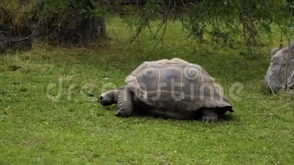 巨大的乌龟躺在草地上视频的预览图