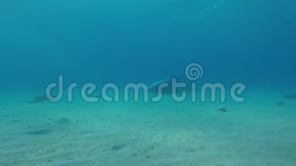 海豚在红海里游泳视频的预览图