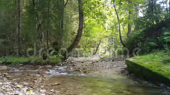 在森林里奔腾的小溪视频的预览图