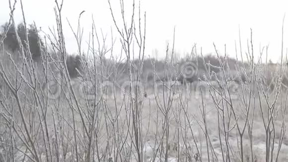冰冻的树枝视频的预览图