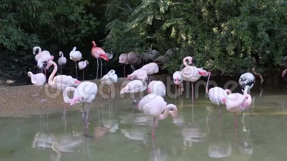 池塘里的一群粉红色火烈鸟视频的预览图