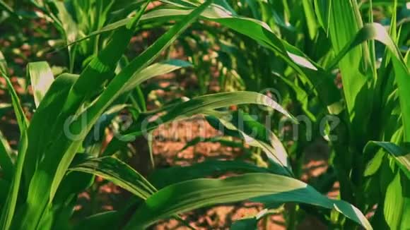 观赏绿色玉米植物视频的预览图