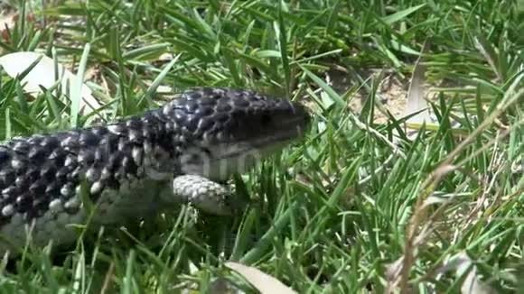 从西澳大利亚的一只走过草地的带状蜥蜴靠近视频的预览图