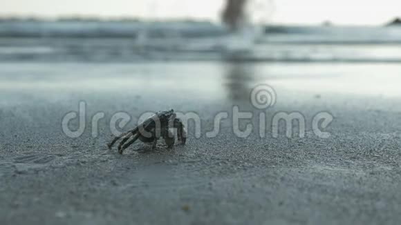 海边沙中的一只小螃蟹视频的预览图