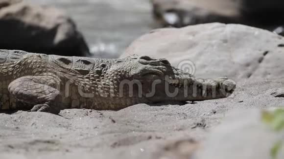 尼罗河鳄鱼眨眼的眼睛视频的预览图