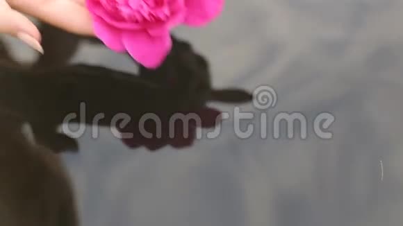 美丽的人类双手小心翼翼地捧着漂浮在水池里的花视频的预览图