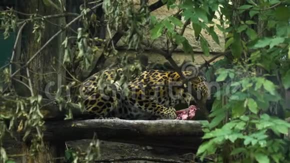 豹在动物园里吃肉视频的预览图