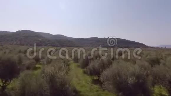橄榄树飞行视频的预览图