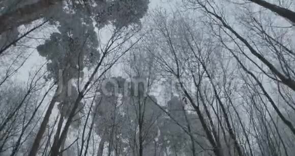 冬季天空和冰冻森林视频的预览图