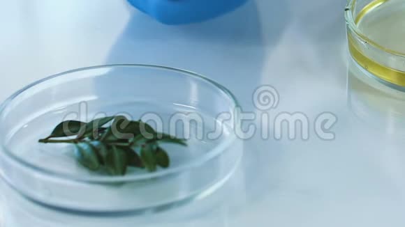 美容专家将植物放入油培养皿中制成提取物视频的预览图