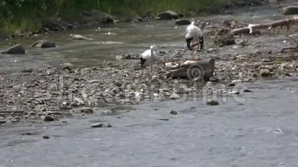 河上的几只鹳视频的预览图