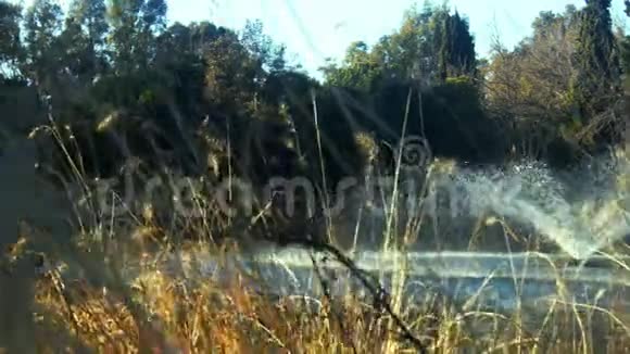 芦苇和湖中的喷泉池视频的预览图