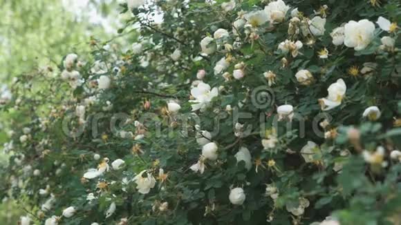 户外美丽的白玫瑰灌木丛特写视频的预览图