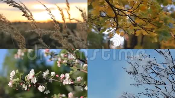 一幅美丽的拼贴画秋天冬天春天夏天四季视频的预览图