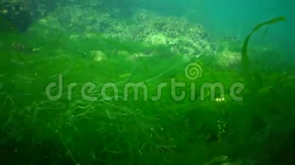 黑海浅水域的绿藻浒苔贻贝和鱼类视频的预览图