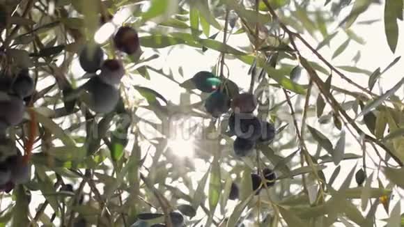 橄榄挂在树枝上晒太阳视频的预览图