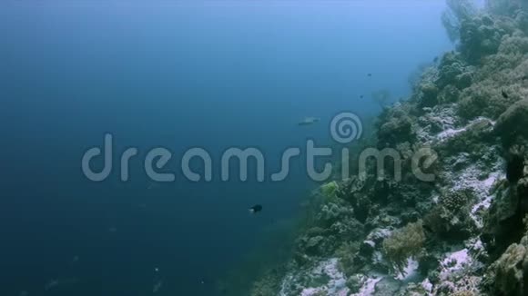 珊瑚礁边缘的珊瑚礁鲨鱼4k视频的预览图