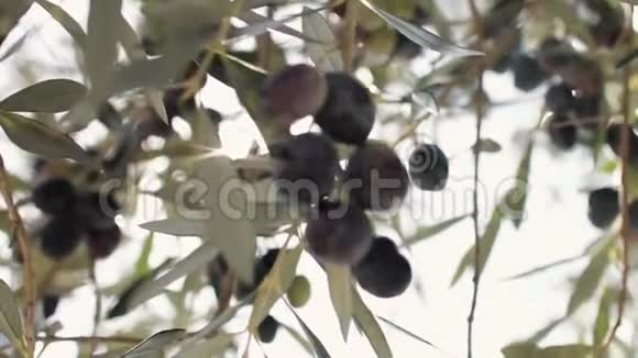 橄榄挂在树枝上晒太阳视频的预览图