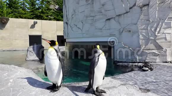 企鹅正在一个游泳池前刷着的羽毛视频的预览图