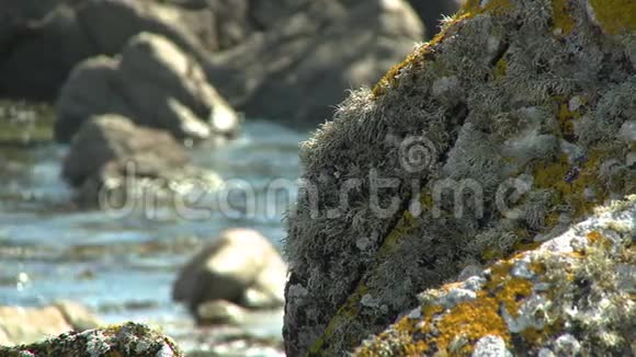 大岩上的藻类视频的预览图