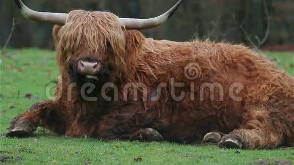 欧洲高地牛坐在草地上咀嚼视频的预览图