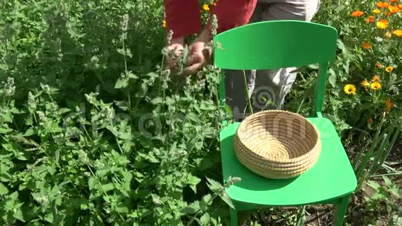 草药师在夏季花园采摘新鲜的医用柠檬香膏视频的预览图