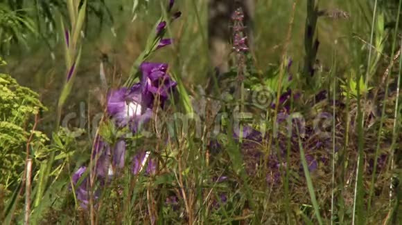紫色野生杜鹃花视频的预览图