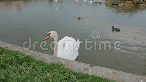 池塘里的天鹅和鸭子视频的预览图